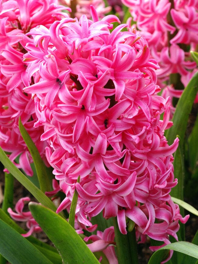 Urban Plants Bulbs and seeds Buy Hyacinth flower bulbs in 9 colours Buy Hyacinth Flower Bulbs