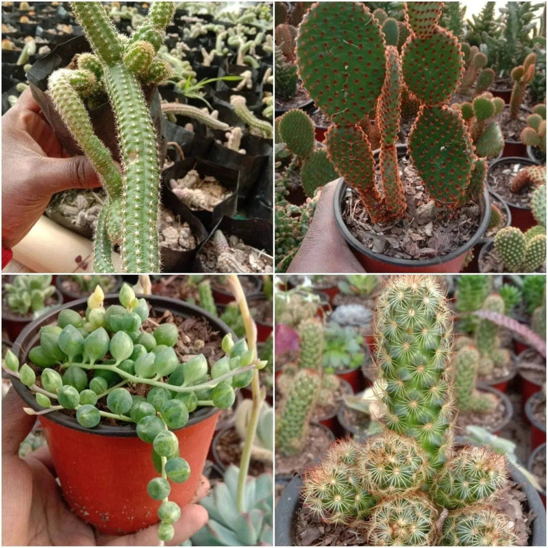 Urban Plants Bulbs, Succulents Cactus Combo