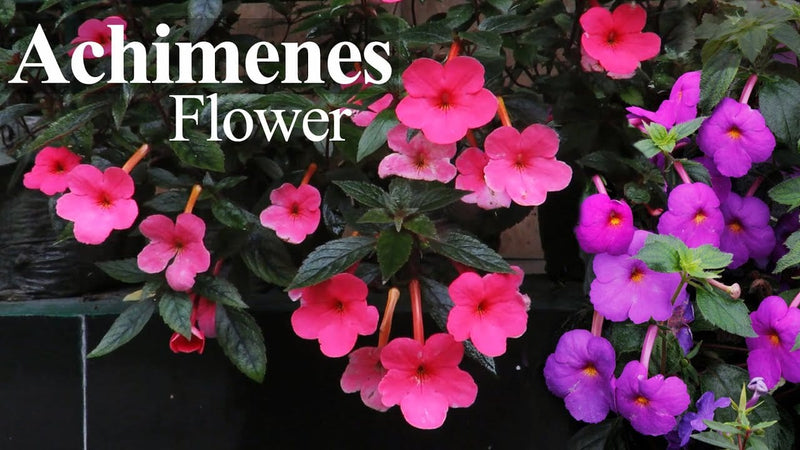 Buy-Achimenes-Flower-Bulbs-(set of 3)-Urban-Plants