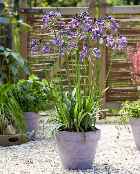 Urban Plants™ Buy Agapanthus Flower Bulbs