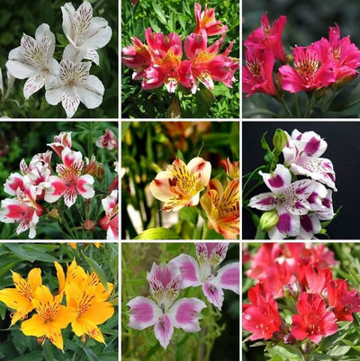 Buy-Alstromeria-Mix-Flower-Bulbs-Set-of-4-Buy-Alstromeria-Mix-Flower-Bulbs-(Set of 04)-Urban-Plants