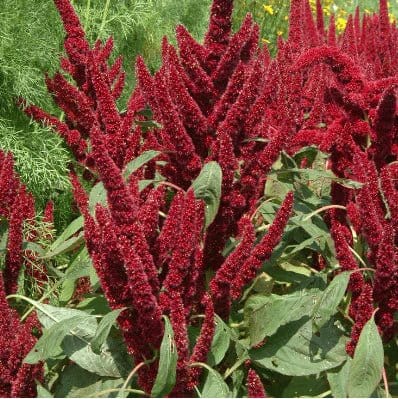 Urban Plants™ Buy Amaranthus Pygmy Torch Flower Seeds (40 Seeds)