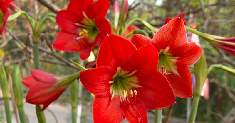 Urban Plants™ Buy Amaryllis Lily Flower Bulb