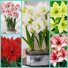 Urban Plants™ Buy Amaryllis Lily Flower Bulb