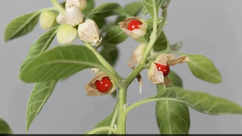 Urban Plants Buy Ashwagandha seed