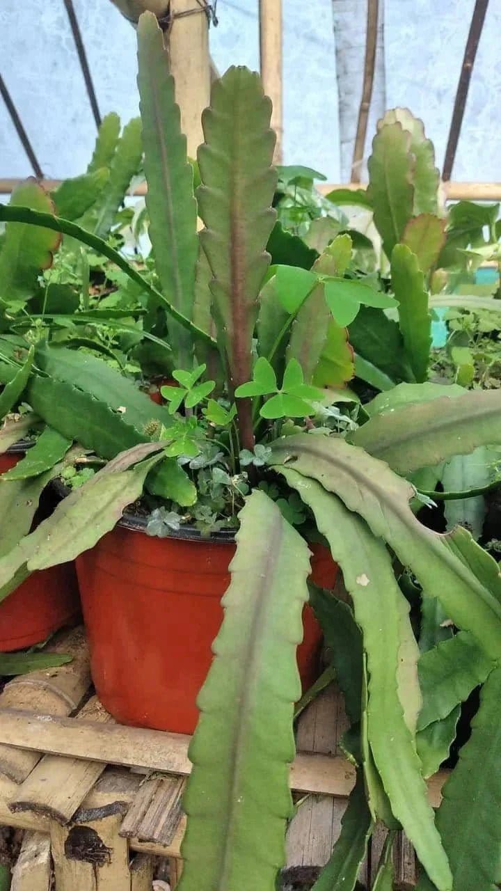 Urban Plants™ Buy Brahma Kamal Plant- Large size