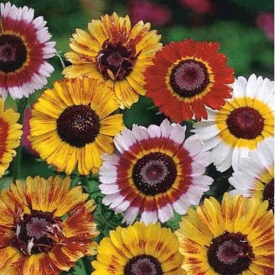 Urban Plants™ Buy Chrysanthemum Mix Flower Seeds Pack (100 seeds) Buy Chrysanthemum Mix Flower Seeds Pack (100 seeds)-Urban Plants