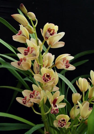 Urban Plants Buy cymbidium Orchid Bulb
