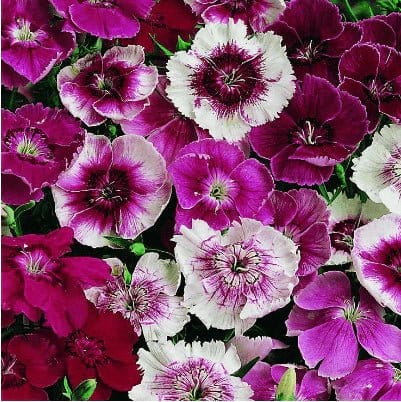 Urban Plants™ Buy Dianthus Baby Doll Flower Seeds Pack (100 seeds)