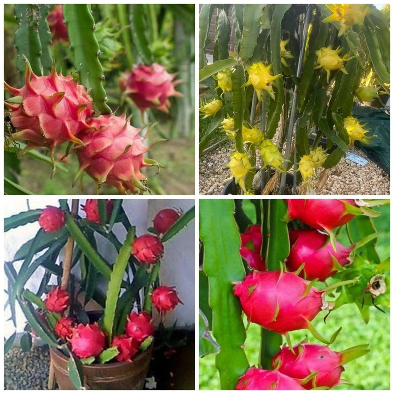 Buy-Dragon-Fruit-Plant-in-3-colors-Buy-Dragon-Fruit-Plant-Online-Urban-Plants