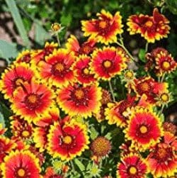 Urban Plants™ Buy Gaillardia Single Mix Flower Seeds Pack (100 Seeds)