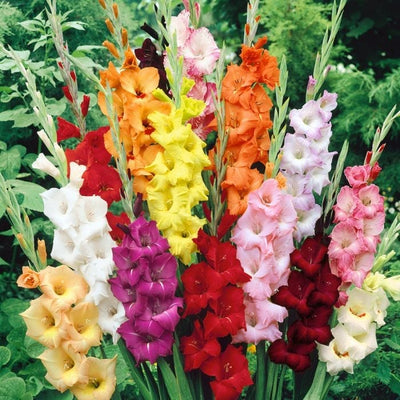 Urban Plants™ Buy Gladiolus Flower Bulbs  mix color( in bulk)