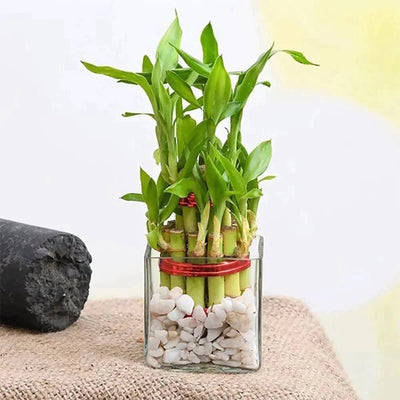 Urban Plants™ Buy Happy Two Layer Lucky Bamboo for Gift