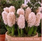 Urban Plants™ Buy Hyacinth Mix Flower Bulbs - Set of 5 Buy Hyacinth Mix Flower Bulb