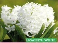Urban Plants™ Buy Hyacinth Mix Flower Bulbs - Set of 5 Buy Hyacinth Mix Flower Bulb
