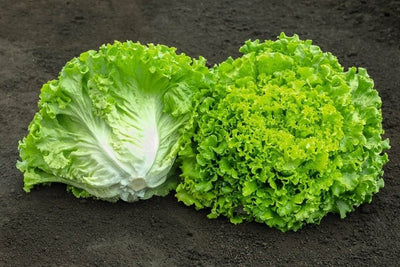 Urban Plants Buy Lettuce Batavia bio seed