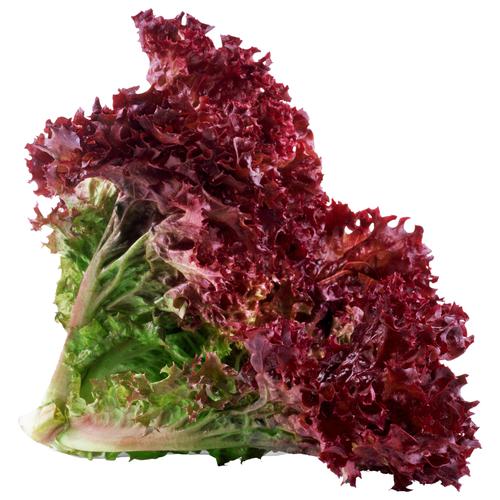 Urban Plants Buy Lettuce Lollo Rosso seed