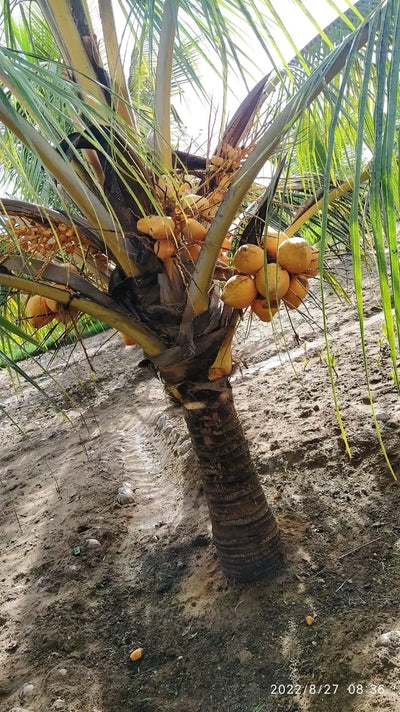 Urban Plants™ Buy Malaysian Dwarf / Thengu Coconut Tree Buy Dwarf Coconut Plant