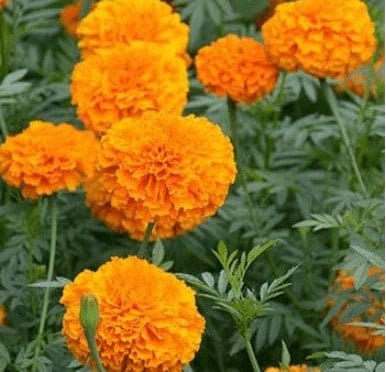 Urban Plants™ Buy Marigold Orange Seeds Pack (100 Seeds)