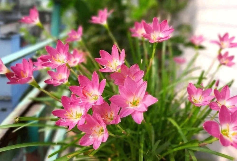 Urban Plants™ Buy Rain Lily Flower Bulb in Pink color