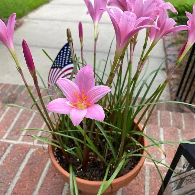 Urban Plants™ Buy Rain Lily Flower Bulb in Pink color