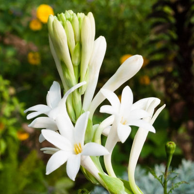 Urban Plants™ Buy Rajnigandha Tuberose Flower Bulb in (bulk)