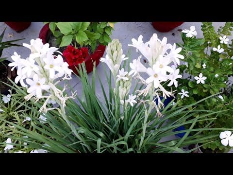 Urban Plants™ Buy Rajnigandha Tuberose Flower Bulb in (bulk)