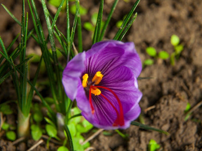 Urban Plants™ Buy Saffron Mix/ Crocus Flower Bulbs (Set of 02 Bulbs)