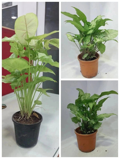 Urban plants Buy set of 3 Syngonium plant with pot