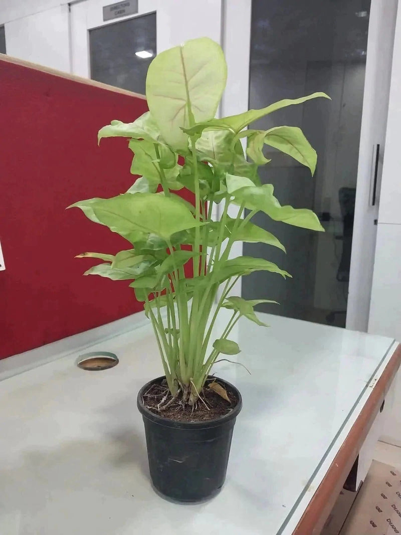 Urban plants Buy set of 3 Syngonium plant with pot