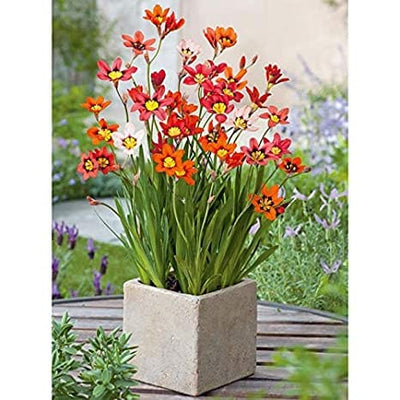Urban Plants™ Buy Sparaxis Flower Bulb( in bulk)