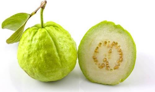 Urban Plants Buy Thailand white guava