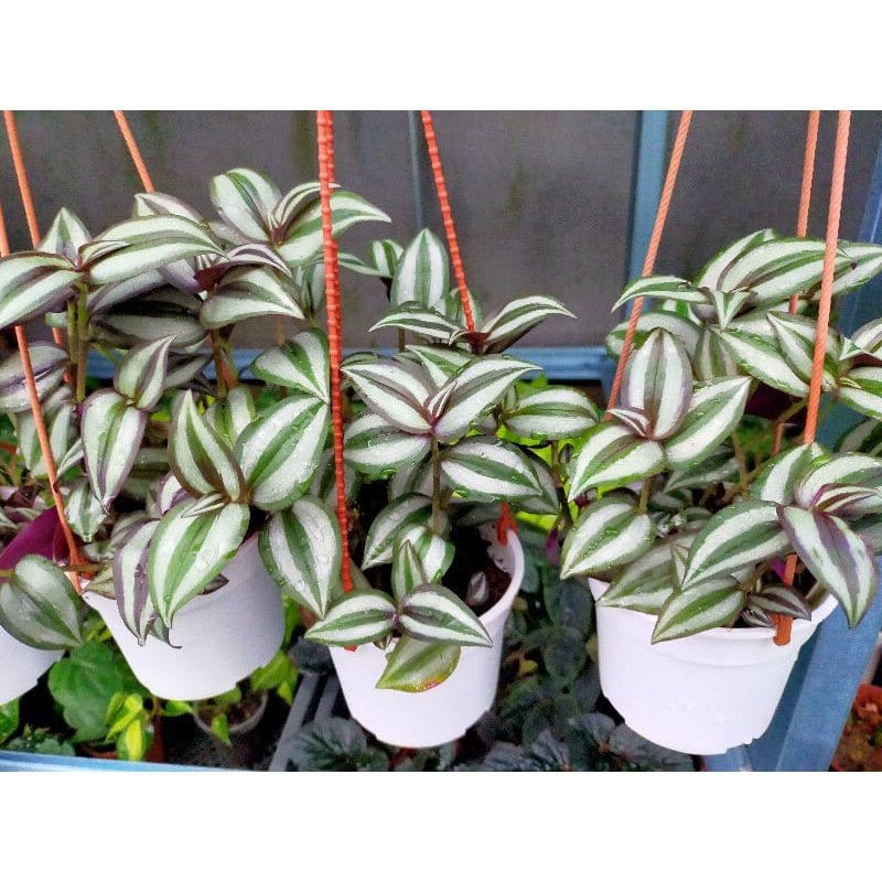 Urban Plants™ Buy Tradescantia/ Wandering Jew Plant for Gift