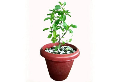 Urban Plants™ Buy Tulsi Plant with Pot
