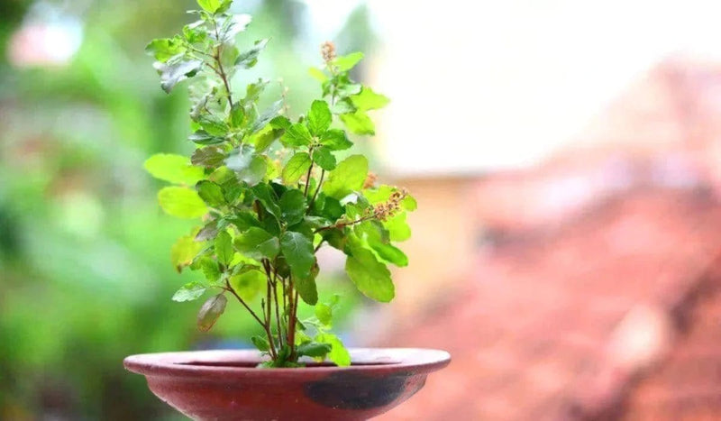 Urban Plants™ Buy Tulsi Plant with Pot