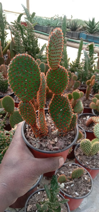 Urban Plants Cacti - Succulents Combo Set