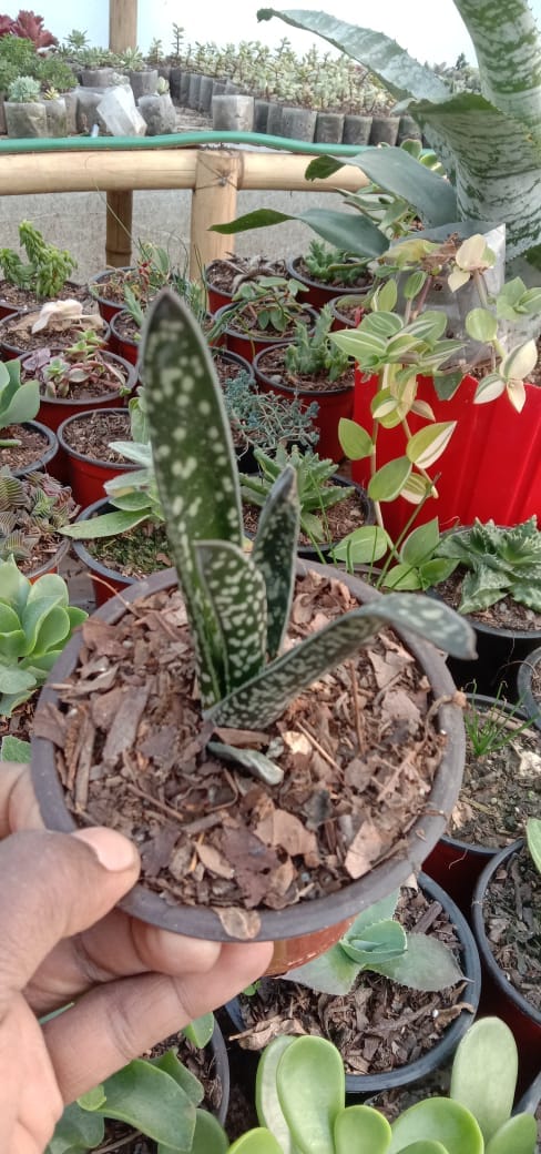 Urban Plants Cacti - Succulents Combo Set