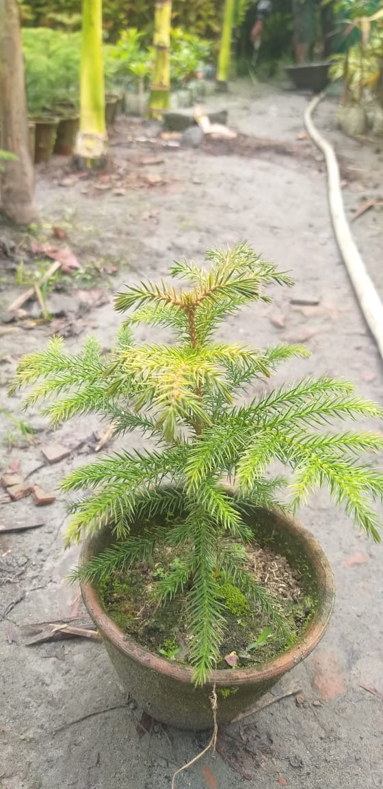 Urban Plants™ Christmas/ Aurocaria Tree in Medium Size with Plastic Pot