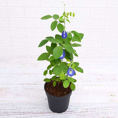 Urban Plants Clitoria Ternatea, Gokarna (Blue) - Plant Clitoria Ternatea, Gokarna (Blue) - Plant