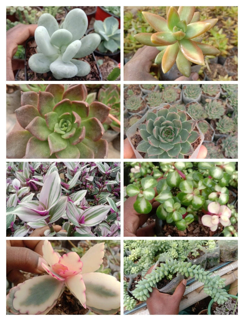 Urban Plants™ Combo Pack of 8 Succulents