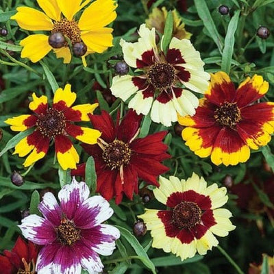 Urban Plants Coreopsis Mixed Flower Seeds Coreopsis Mixed Flower Seeds