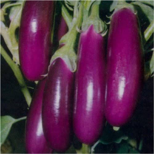 Urban Plants Eggplant seeds