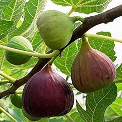 Urban Plants Fig Tree, Anjeer Fruit, Common Fig Fruit - Plant Buy Fig Tree, Anjeer Fruit, Common Fig Fruit - Plant