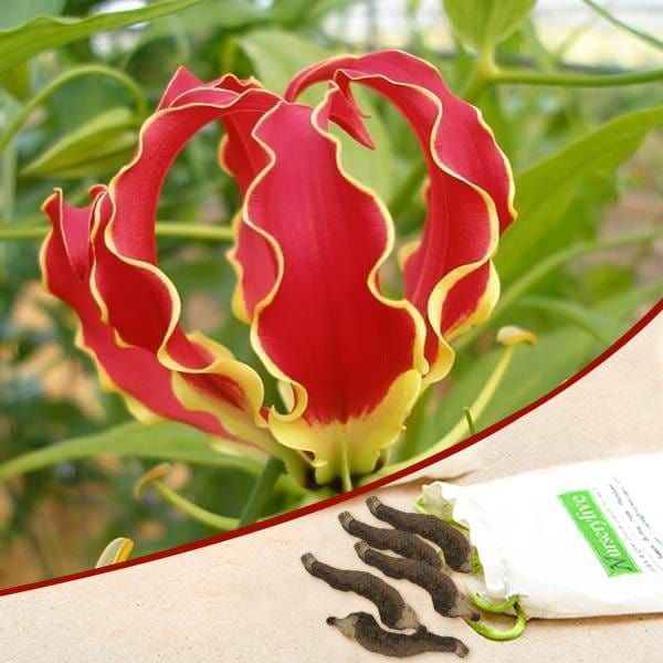 Urban Plants Flame Lily, Gloriosa superba (Red, Yellow) - Bulbs Flame Lily, Gloriosa superba (Red, Yellow) - Bulbs (set of 10)