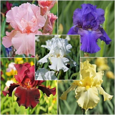Flower-Bulbs-Buy-Bearded-Iris-Flower-Bulbs-Urban-Plants
