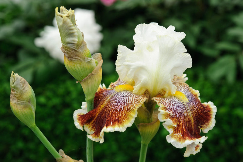 Urban Plants Flower Bulbs Buy Bearded Iris Flower Bulbs