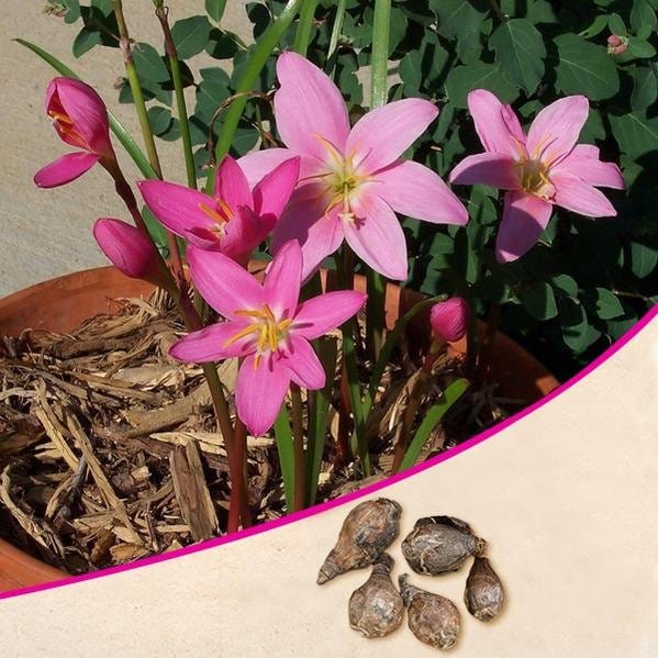 Urban Plants flower plant Zephyranthes Lily, Rain Lily (Pink) - Bulbs (set of 10)