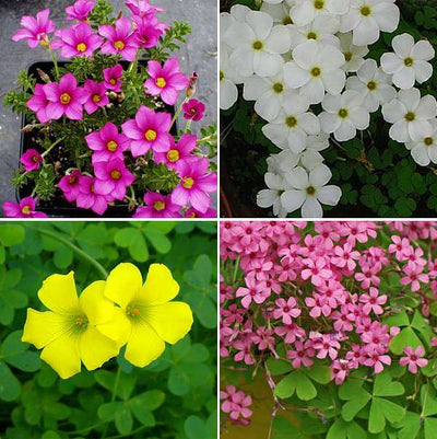 Urban Plants flower plants Oxalis (Mix Colors) - Bulbs (set of 10)