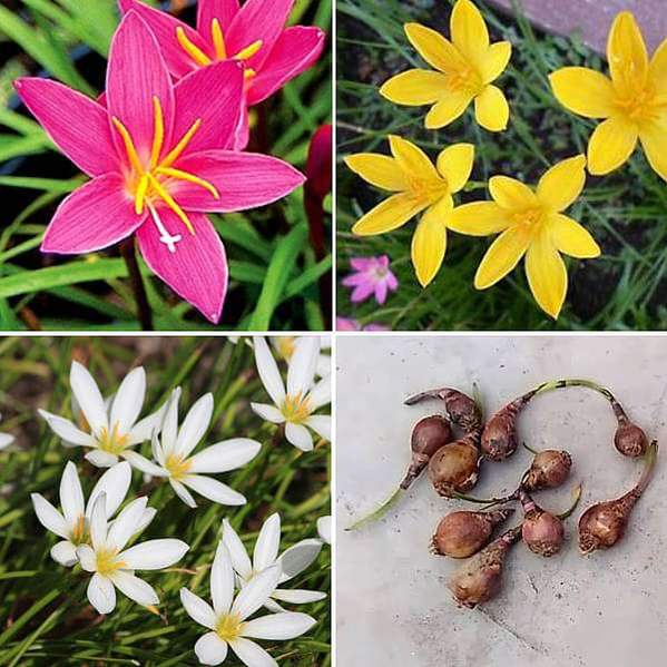 Urban Plants flower plants Zingy Zephyranthes Lily - 30 Bulbs Pack