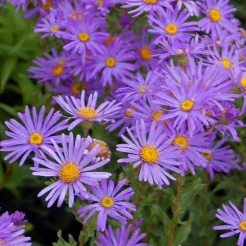 Urban Plants Flower Seeds Aster Formula Mixed Colors Set of 5 Flower Seeds to Sow in February, March Buy Set of 5 Flower Seeds to Sow in February, March In India